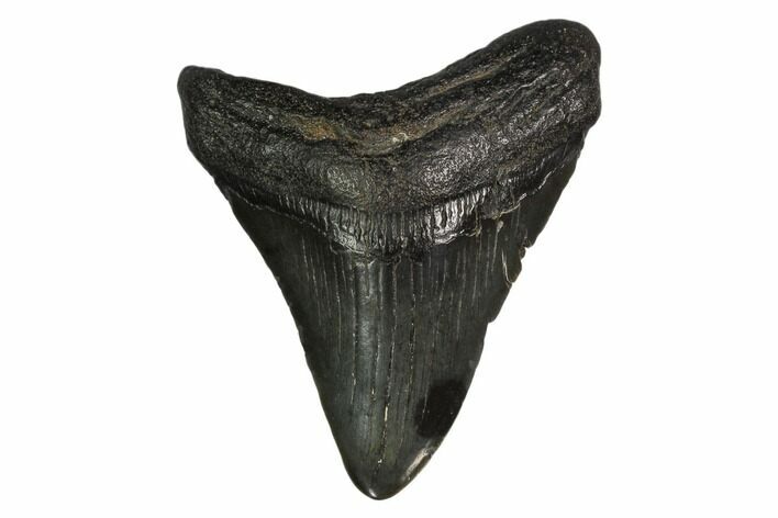 Fossil Megalodon Tooth - South Carolina #149397